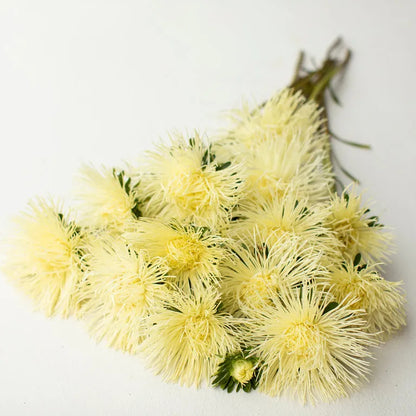 Teddy-Chrysantheme 50 Samen