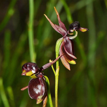 Fliegende Entenorchidee – seltener Blumensamen