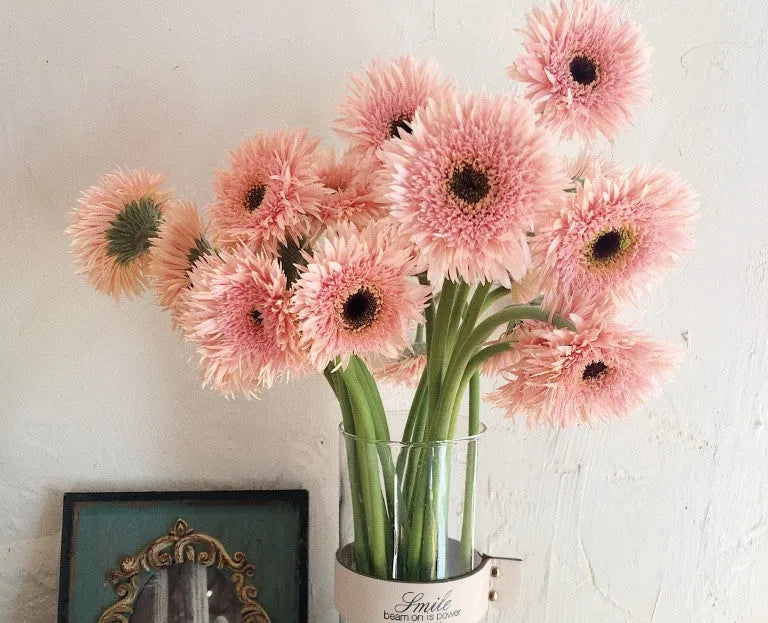 Pink Gentle Gerbera jamesonii Samen