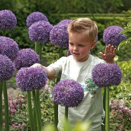 Garten im Freien Riesenzwiebel Allium giganteum Schöne Blumensamen Bonsai Pflanzensamen