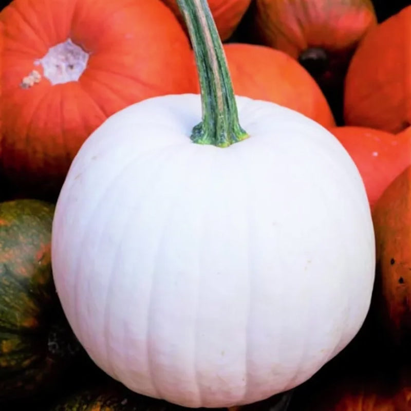 Casper Weiße Kürbiskerne - Ein Geisterhaftes Highlight für Ihren Garten! 👻🌼