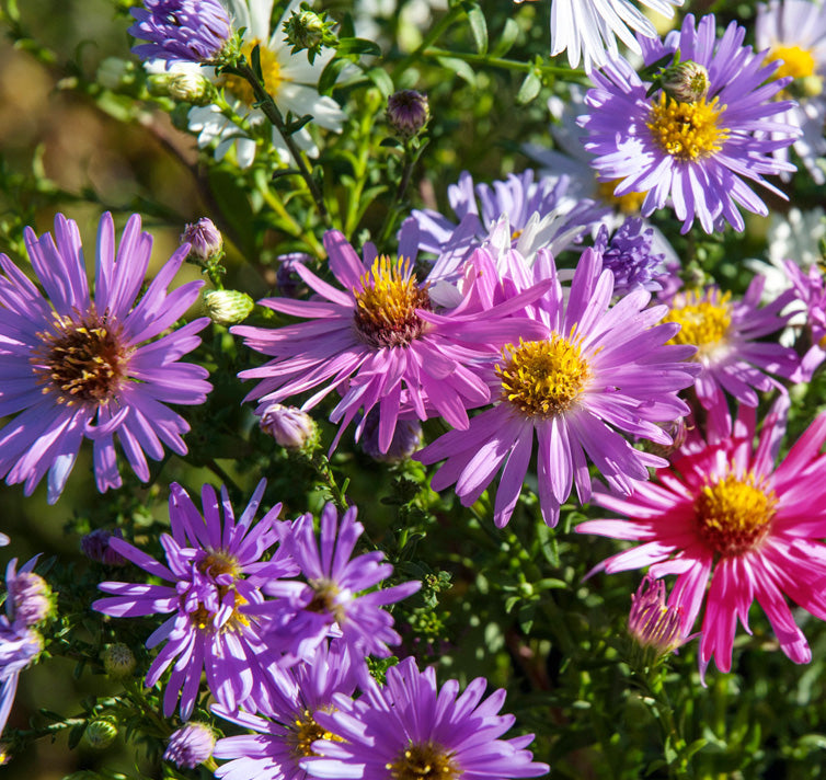 Lila NEW ENGLAND ASTER (Michaelmas Daisy) Aster Novae var Angliae Blumensamen