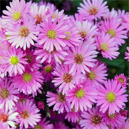 Rosa Aster 50 Samen