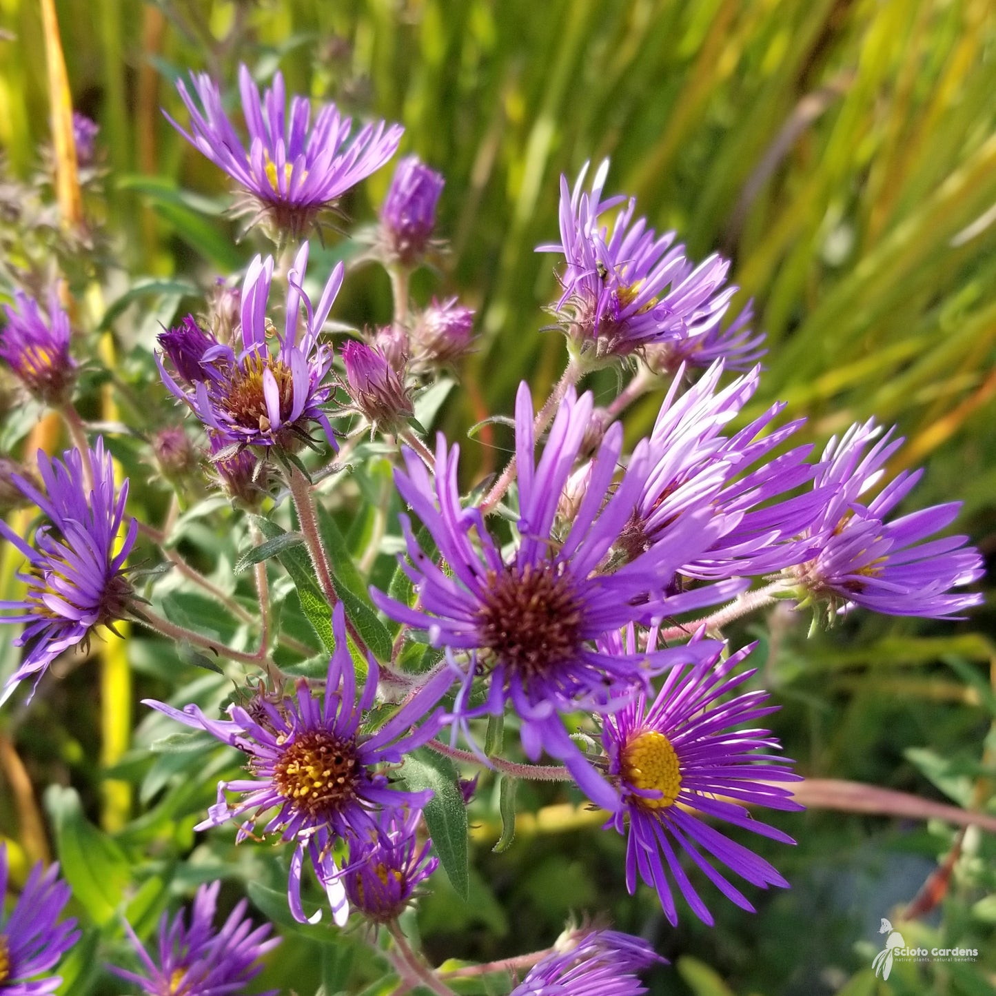 Lila NEW ENGLAND ASTER (Michaelmas Daisy) Aster Novae var Angliae Blumensamen