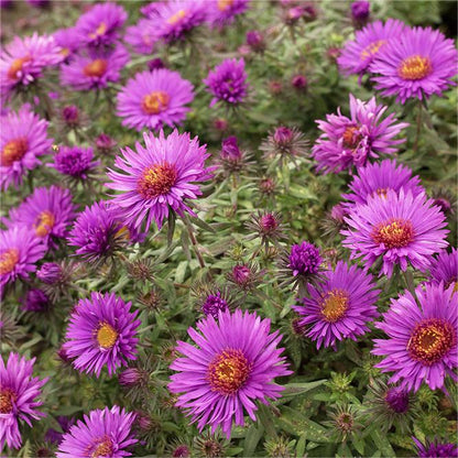 Lila NEW ENGLAND ASTER (Michaelmas Daisy) Aster Novae var Angliae Blumensamen