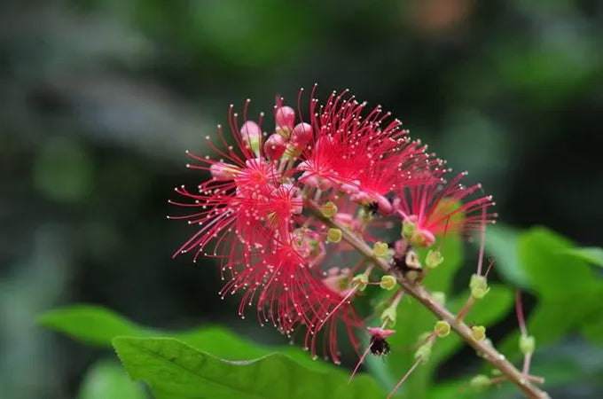 Barringtonia racemosa Samen 🌸