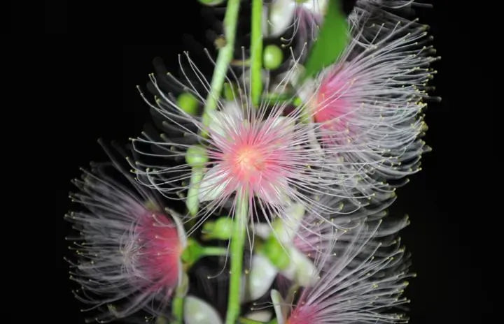 Barringtonia racemosa Samen 🌸