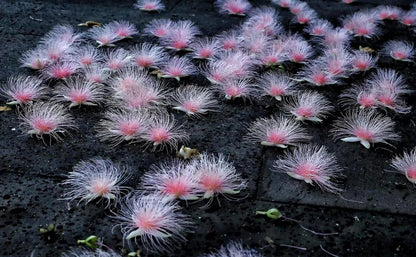 Barringtonia racemosa Samen 🌸