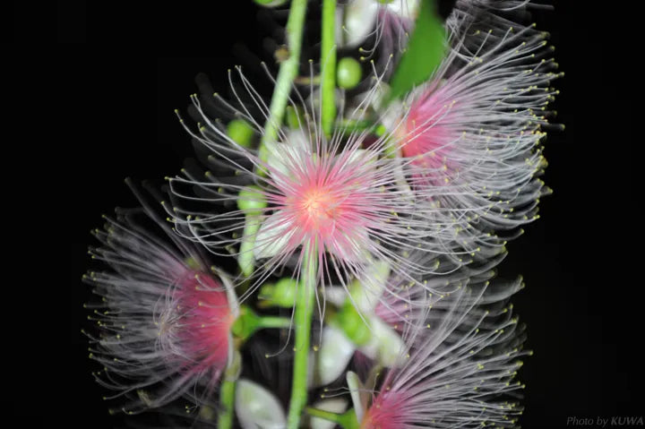 Barringtonia racemosa Samen 🌸