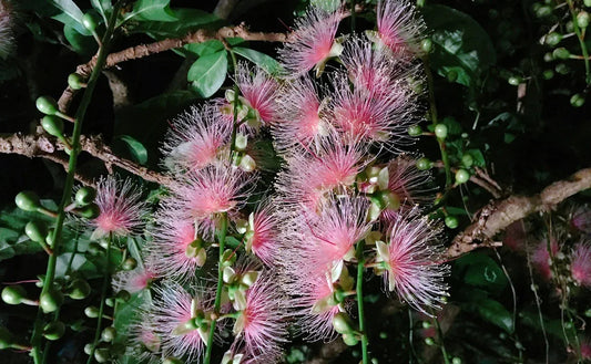 Barringtonia racemosa Samen 🌸