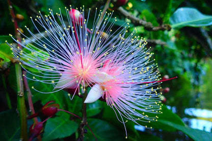 Barringtonia racemosa Samen 🌸