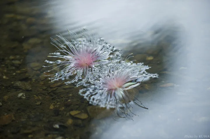 Barringtonia racemosa Samen 🌸