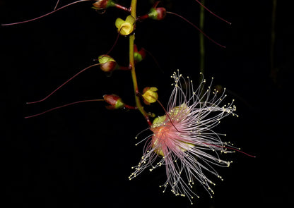 Barringtonia racemosa Samen 🌸