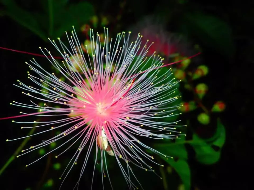 Barringtonia racemosa Samen 🌸