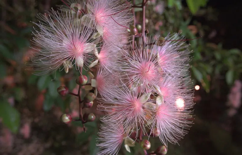 Barringtonia racemosa Samen 🌸