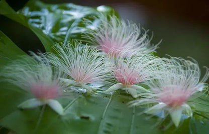 Barringtonia racemosa Samen 🌸