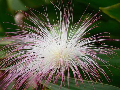 Barringtonia racemosa Samen 🌸