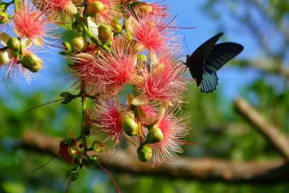 Barringtonia racemosa Samen 🌸