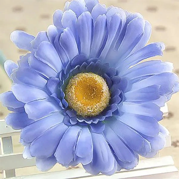 Blue Gerbera" Blumensamen, Sonnenblume