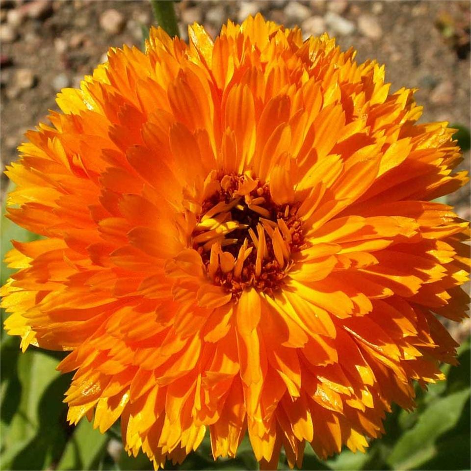 Calendula Bon Bon Orange - Blumensamen