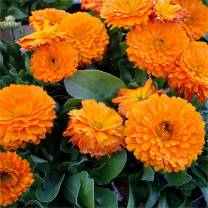 Calendula Bon Bon Orange - Blumensamen