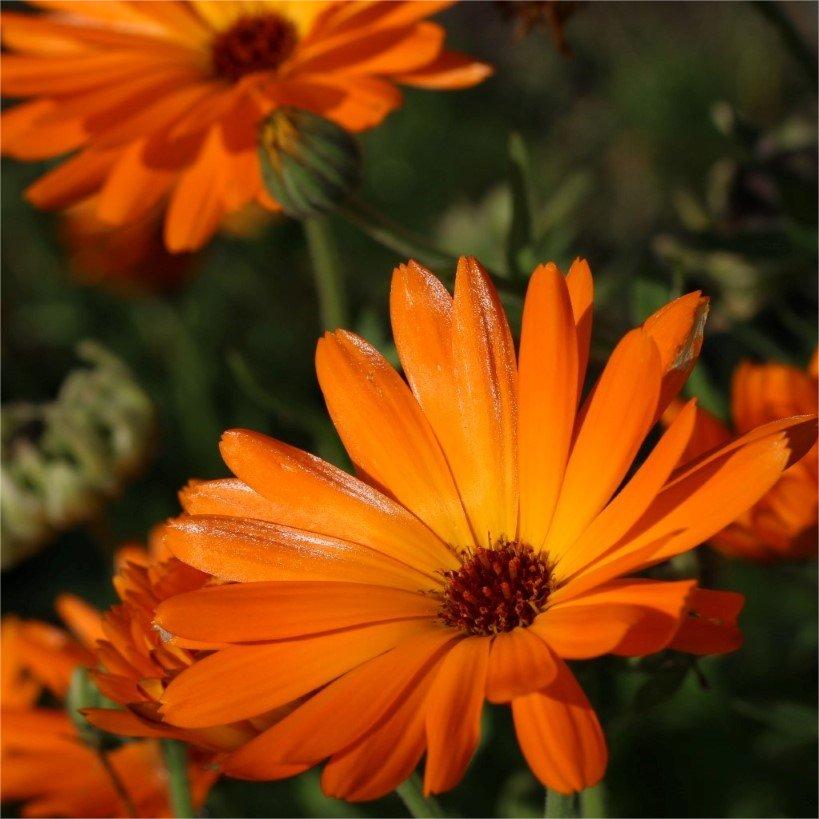 Calendula Bon Bon Orange - Blumensamen