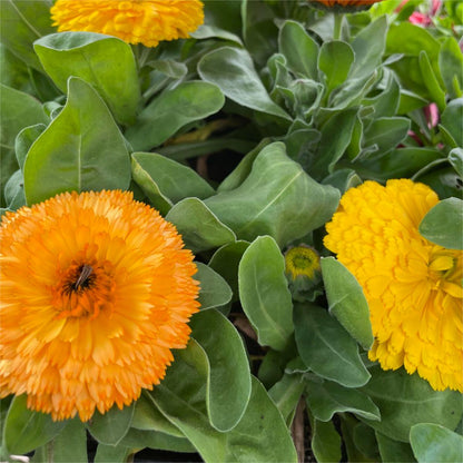 Calendula Bon Bon Orange - Blumensamen