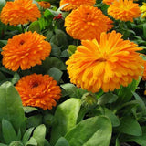 Calendula Bon Bon Orange - Blumensamen