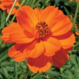 Cosmos Orange - Desi-Blumensamen