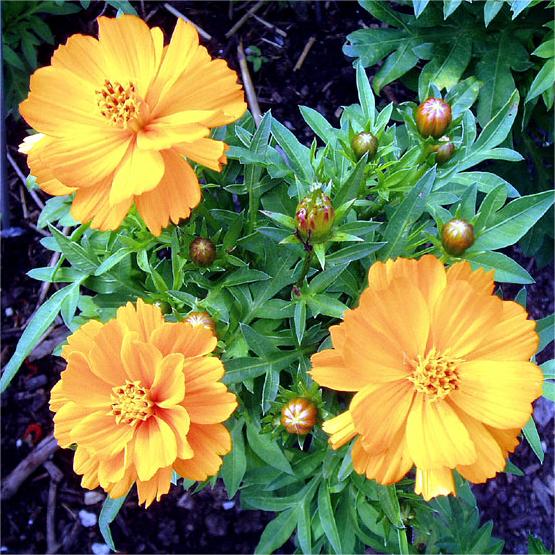 Cosmos Orange - Desi-Blumensamen