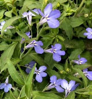 50 Stück Lobelia Blumensamen