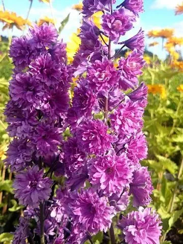 🔥Doppelblütiger Rittersporn, hohe, auffällige mehrjährige Blume