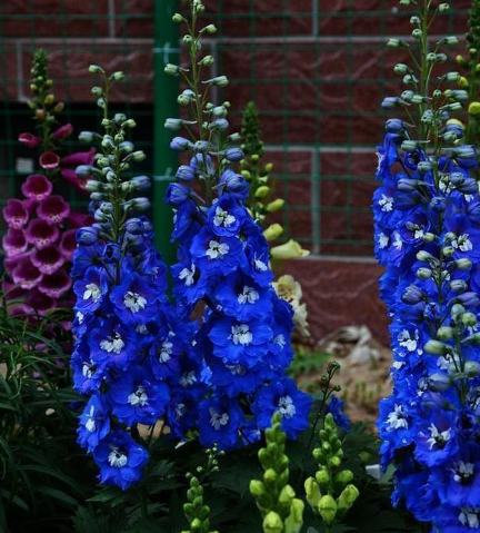 🔥Doppelblütiger Rittersporn, hohe, auffällige mehrjährige Blume