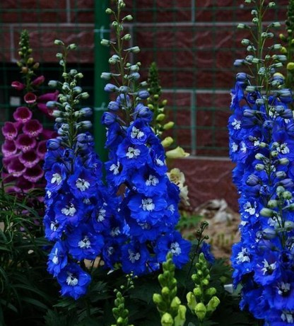 🔥Doppelblütiger Rittersporn, hohe, auffällige mehrjährige Blume