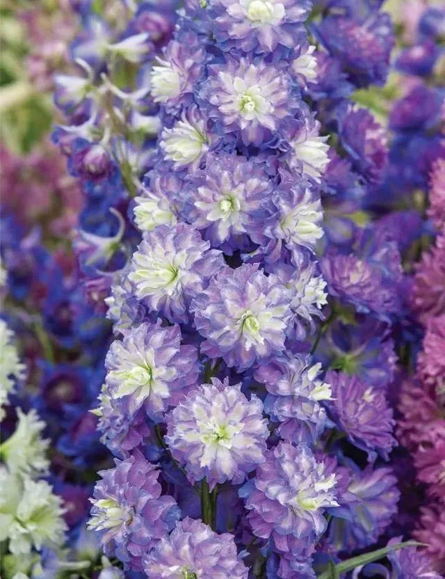 🔥Doppelblütiger Rittersporn, hohe, auffällige mehrjährige Blume