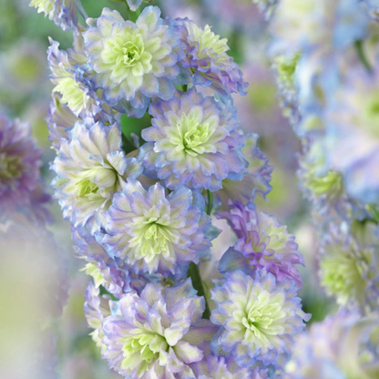 🔥Doppelblütiger Rittersporn, hohe, auffällige mehrjährige Blume