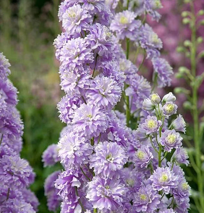 🔥Doppelblütiger Rittersporn, hohe, auffällige mehrjährige Blume