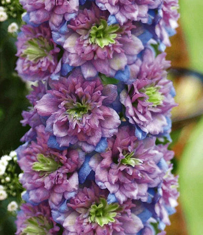 🔥Doppelblütiger Rittersporn, hohe, auffällige mehrjährige Blume