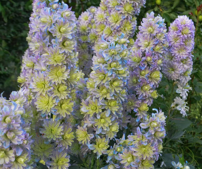 🔥Doppelblütiger Rittersporn, hohe, auffällige mehrjährige Blume