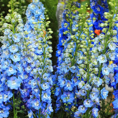 🔥Doppelblütiger Rittersporn, hohe, auffällige mehrjährige Blume