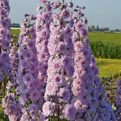 🔥Doppelblütiger Rittersporn, hohe, auffällige mehrjährige Blume