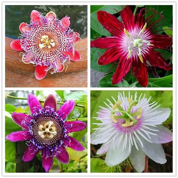 Egrow 50 Teile/paket Passionsblumensamen Garten Seltene Passiflora Incarnata Obstpflanzen Samen