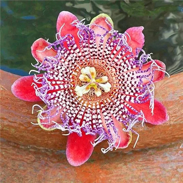 Egrow 50 Teile/paket Passionsblumensamen Garten Seltene Passiflora Incarnata Obstpflanzen Samen