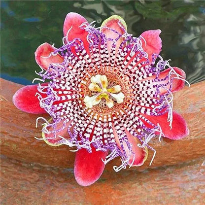 Egrow 50 Teile/paket Passionsblumensamen Garten Seltene Passiflora Incarnata Obstpflanzen Samen