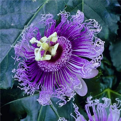 Egrow 50 Teile/paket Passionsblumensamen Garten Seltene Passiflora Incarnata Obstpflanzen Samen