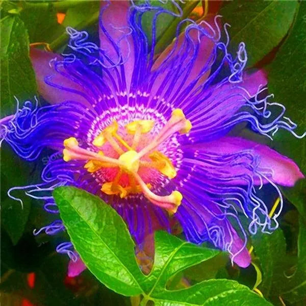 Egrow 50 Teile/paket Passionsblumensamen Garten Seltene Passiflora Incarnata Obstpflanzen Samen