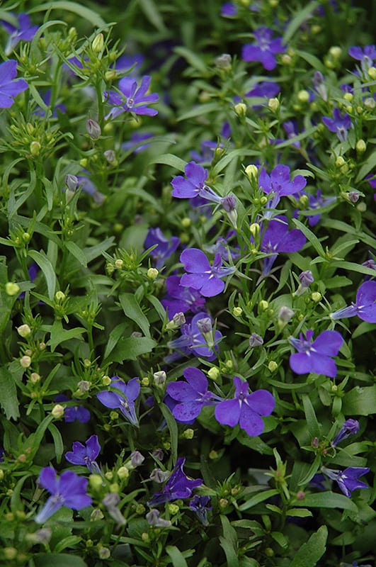 50 Stück Lobelia Blumensamen