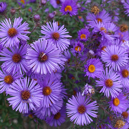 Lila NEW ENGLAND ASTER (Michaelmas Daisy) Aster Novae var Angliae Blumensamen