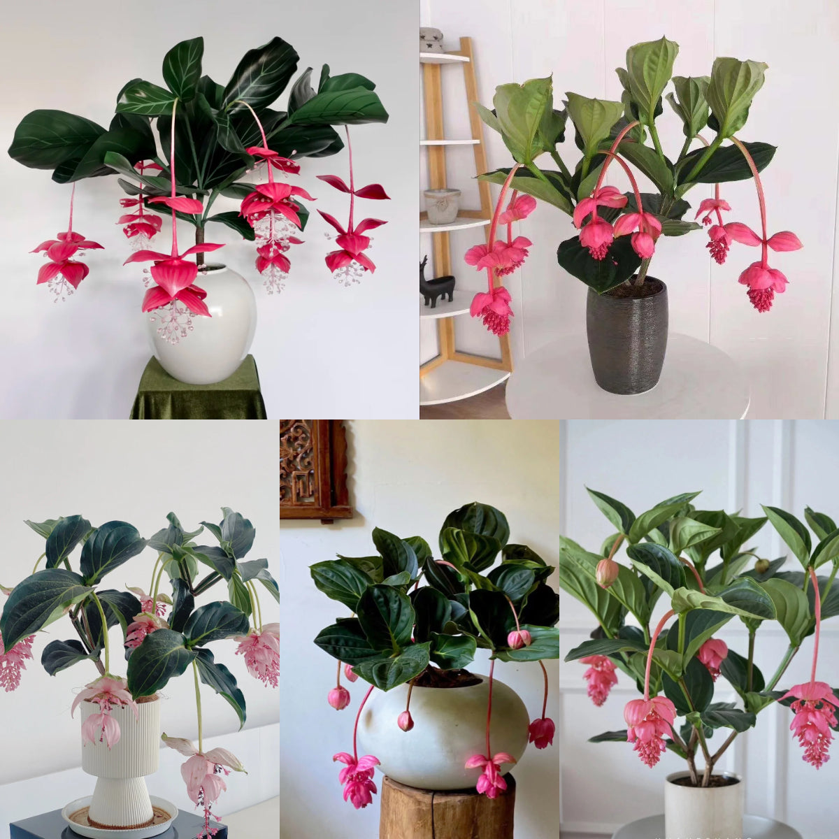 🪴Königin der Topfpflanzen – ✨Medinilla magnifica