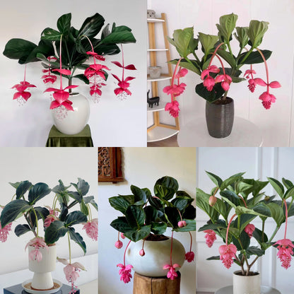 🪴Königin der Topfpflanzen – ✨Medinilla magnifica